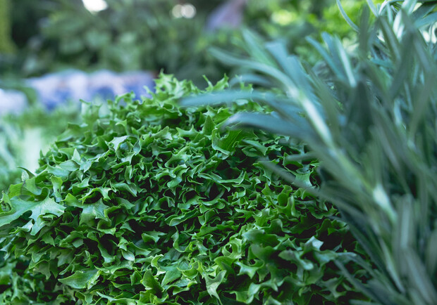 Где на этой неделе в Киеве пройдут ярмарки. Адреса 