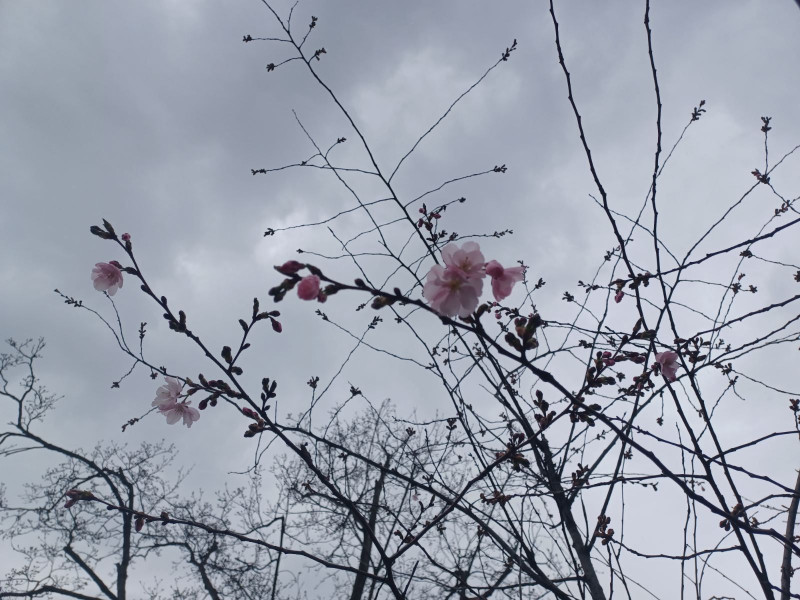 У Києві починають квітнути магнолії і сакури. Де можна побачити