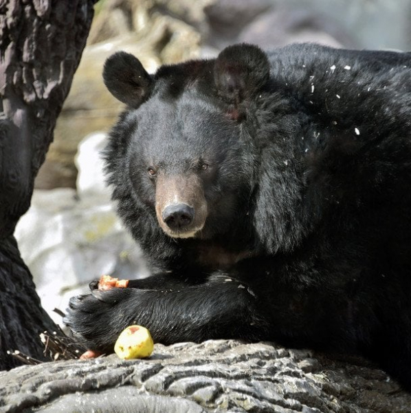 
 В&nbsp;зоопарку Києва прокинулися усурійські красені (фото)
 
