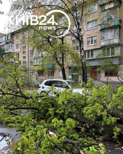 
 Негода у&nbsp;Києві ламає дерева: впав легендарний 150-річний каштан Іващенка
 