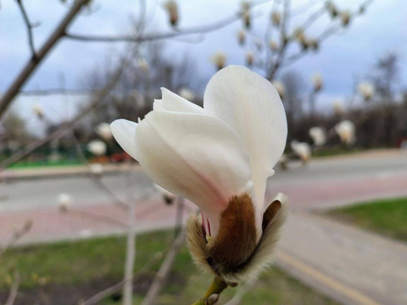 У Києві починають квітнути магнолії і сакури. Де можна побачити