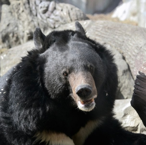 
 В&nbsp;зоопарку Києва прокинулися усурійські красені (фото)
 