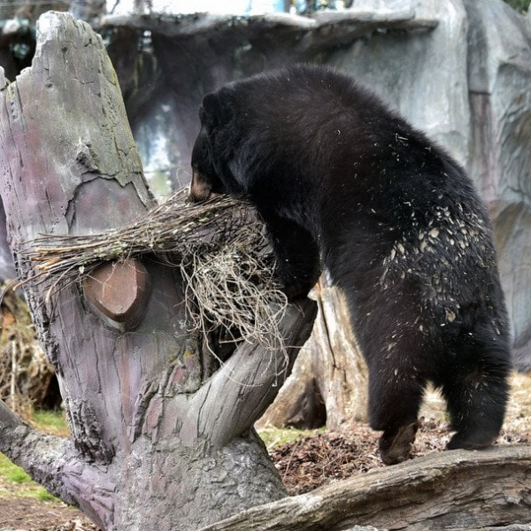 
 В&nbsp;зоопарку Києва прокинулися усурійські красені (фото)
 