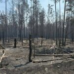 Через сильний вітер пожежа в Чорнобильській зоні поширилась на нові території