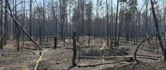 Через сильний вітер пожежа в Чорнобильській зоні поширилась на нові території
