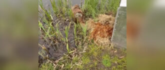 У Києві врятований після тяжких травм бобер повернувся у дику природу (відео)