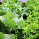 Продуктовые ярмарки в Киеве 2-3 мая: адреса