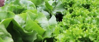 Продуктовые ярмарки в Киеве 2-3 мая: адреса