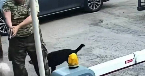 
 Конфлікт через собаку: у&nbsp;Києві чоловік вдарив охоронця і&nbsp;дістав зброю
 