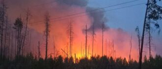 У Чорнобильській зоні загасили масштабну лісову пожежу, яка вирувала кілька днів