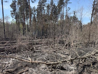 У Чорнобильській зоні загасили масштабну лісову пожежу, яка вирувала кілька днів
