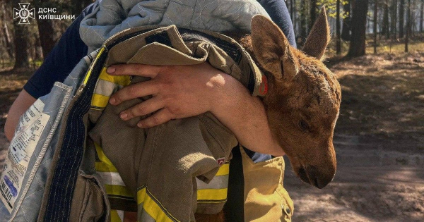 
 З&nbsp;пожежі в&nbsp;Чорнобильській зоні врятували червонокнижного малюка (фото, відео)
 