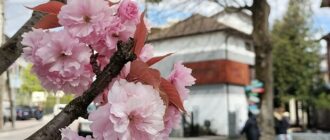 Вихідні в Україні у травні 2026: скільки відпочиватимемо