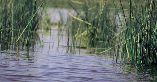 Ненажерливий хижак з Північної Америки оселяється у водоймах Києва: що про нього відомо