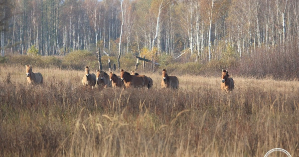 Живуть у власному ритмі: в Чорнобильській зоні помітили групу "дослідників простору" (фото)