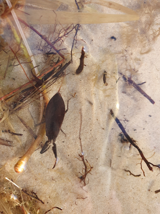Будь осторожен: на киевском пляже обнаружен опасный водный скорпион  фото 1