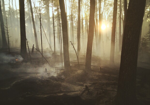 В Чернобыльской зоне отчуждения горят более 10 тысяч гектаров лесов - фото: Landon Parenteau/Unsplash