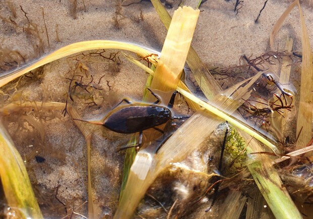 На киевском пляже обнаружен опасный водный скорпион. Фото: Евгений Руденко.