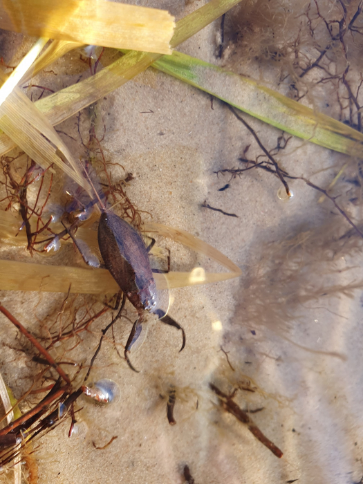 Будь осторожен: на киевском пляже обнаружен опасный водный скорпион  фото