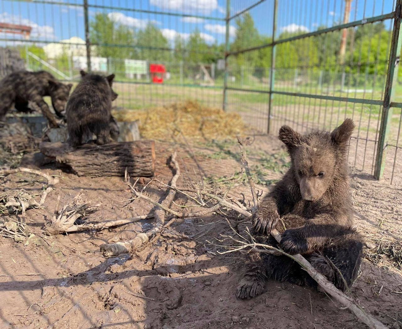 Издевались и держали в ужасных условиях: под Киевом из контактного зоопарка спасли пять медвежат, - ФОТО