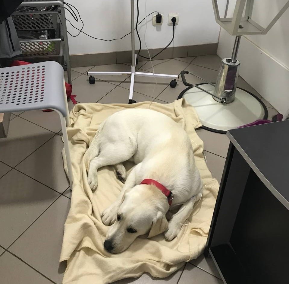 Опасно для животных: в Киеве новые случаи отравления собак